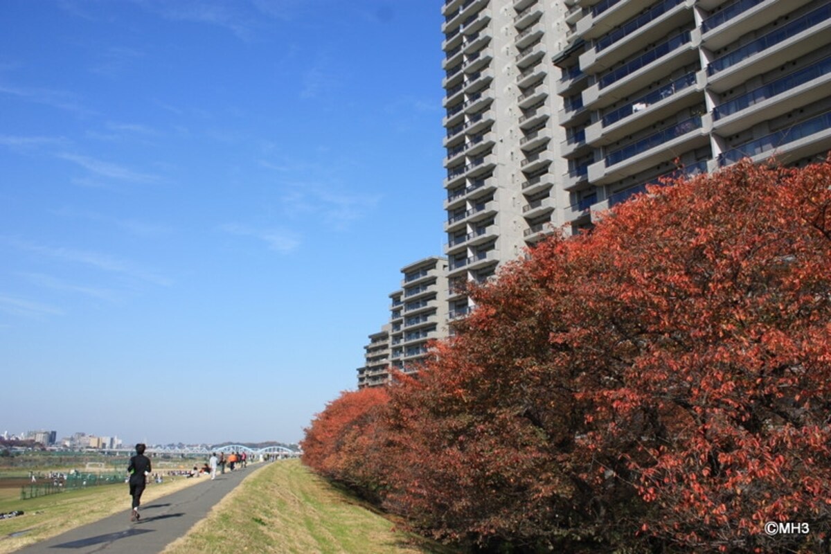 「パークハウス多摩川」と多摩川の間の土手は格好の散歩、ジョギングコースである