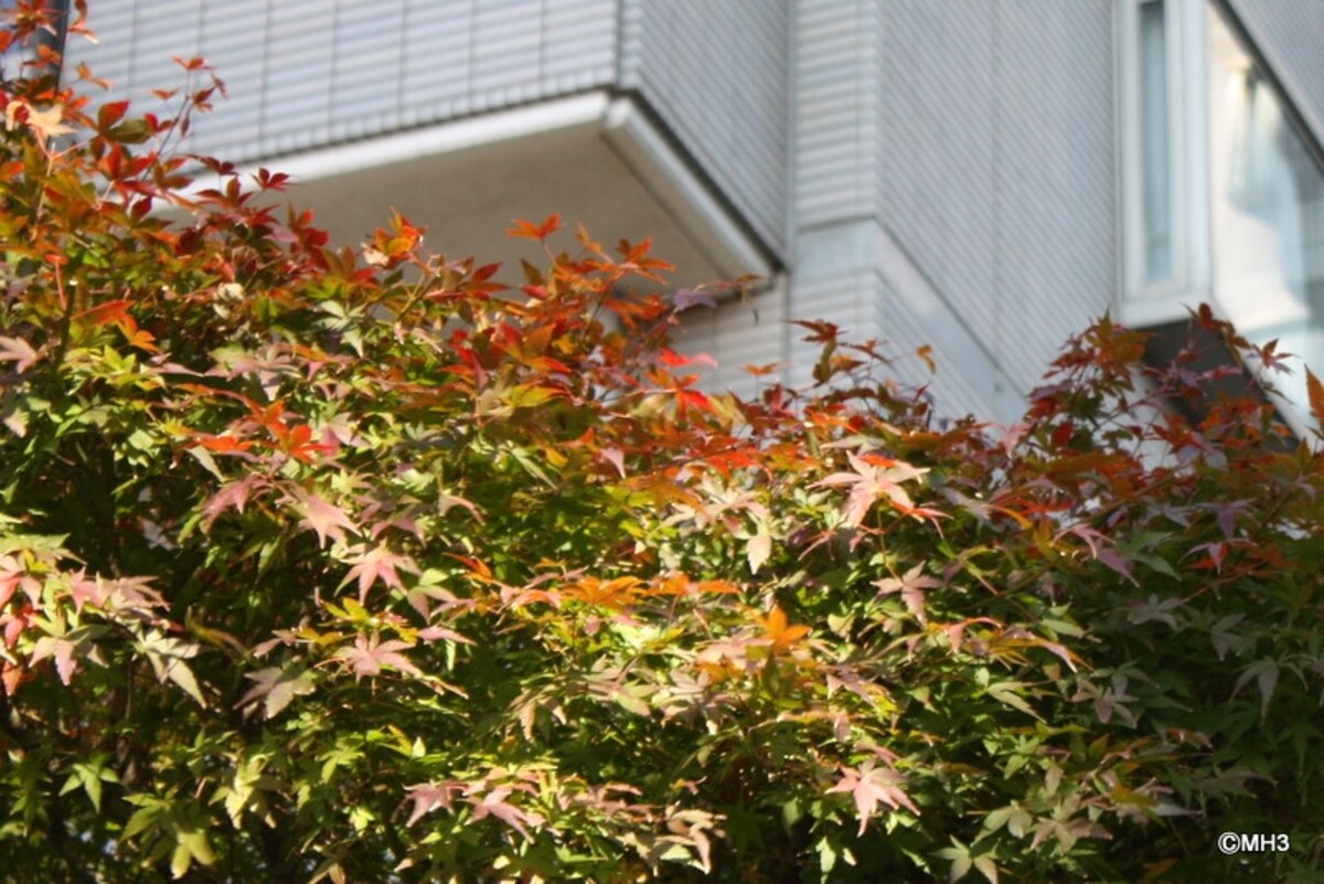 紅葉と「パークハウス多摩川」