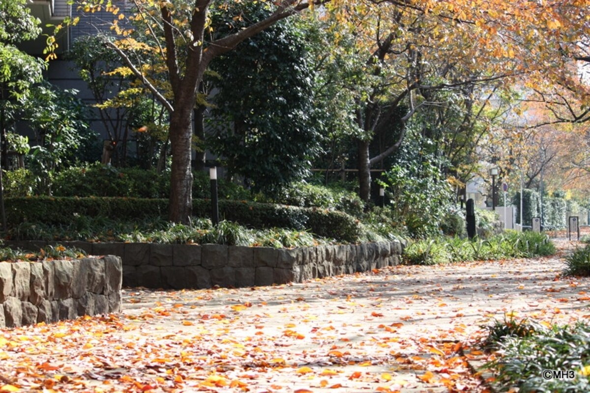 桜の木の落ち葉が舞う遊歩道