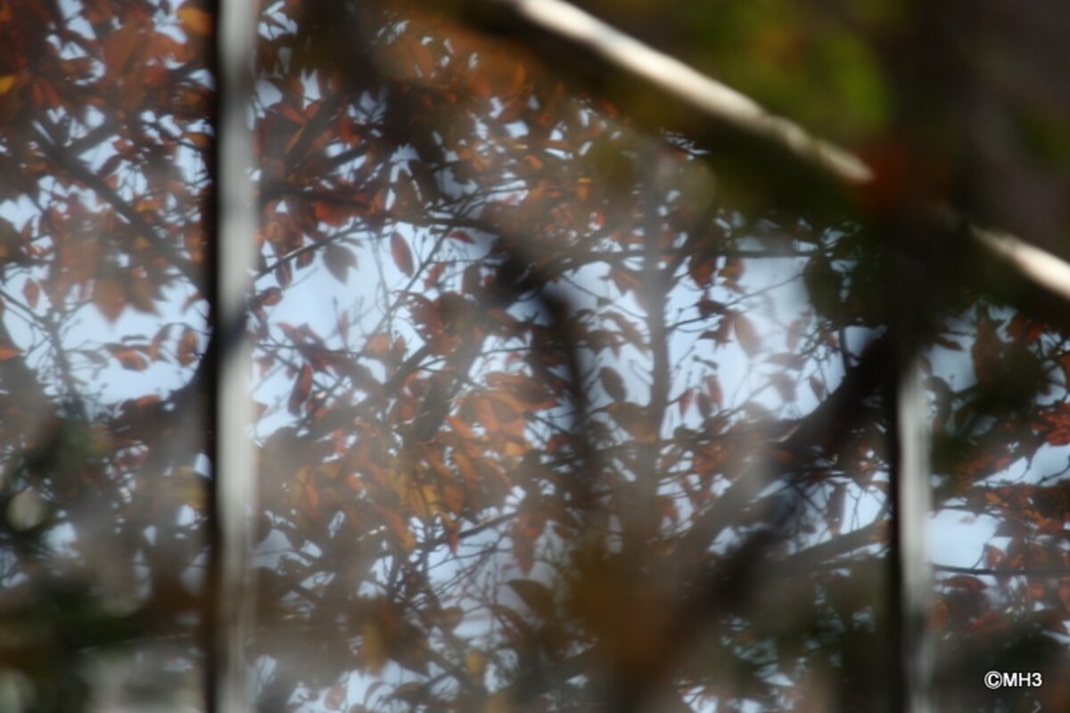 紅葉を映すバルコニー
