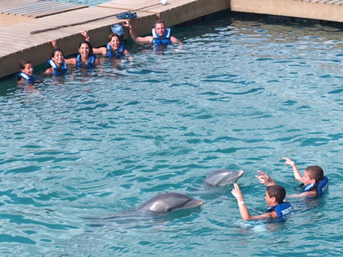 dolfin