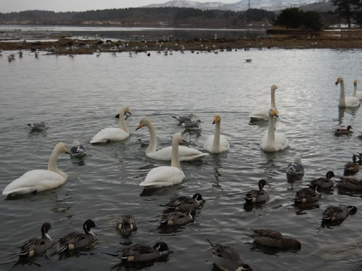 小湊のハクチョウおよびその渡来地