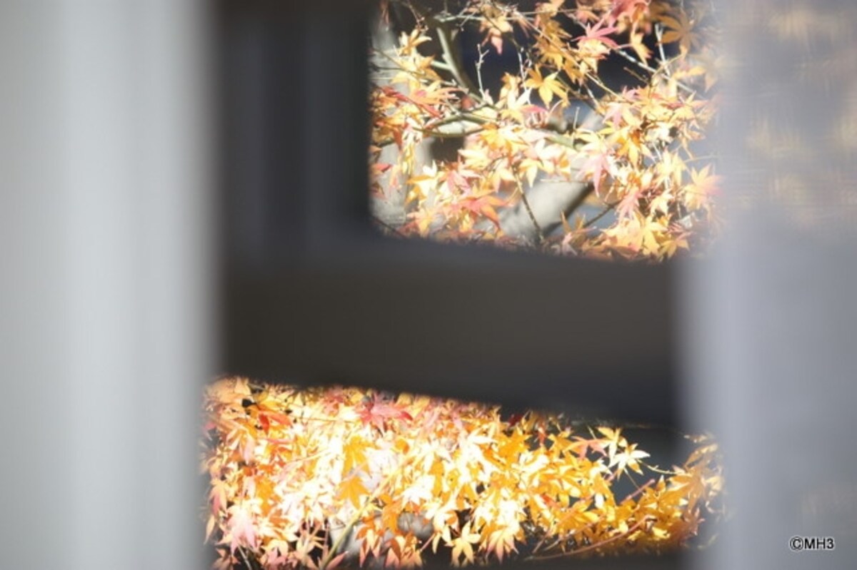 隣の紅葉を借景に（LDのピクチャウィンドウから