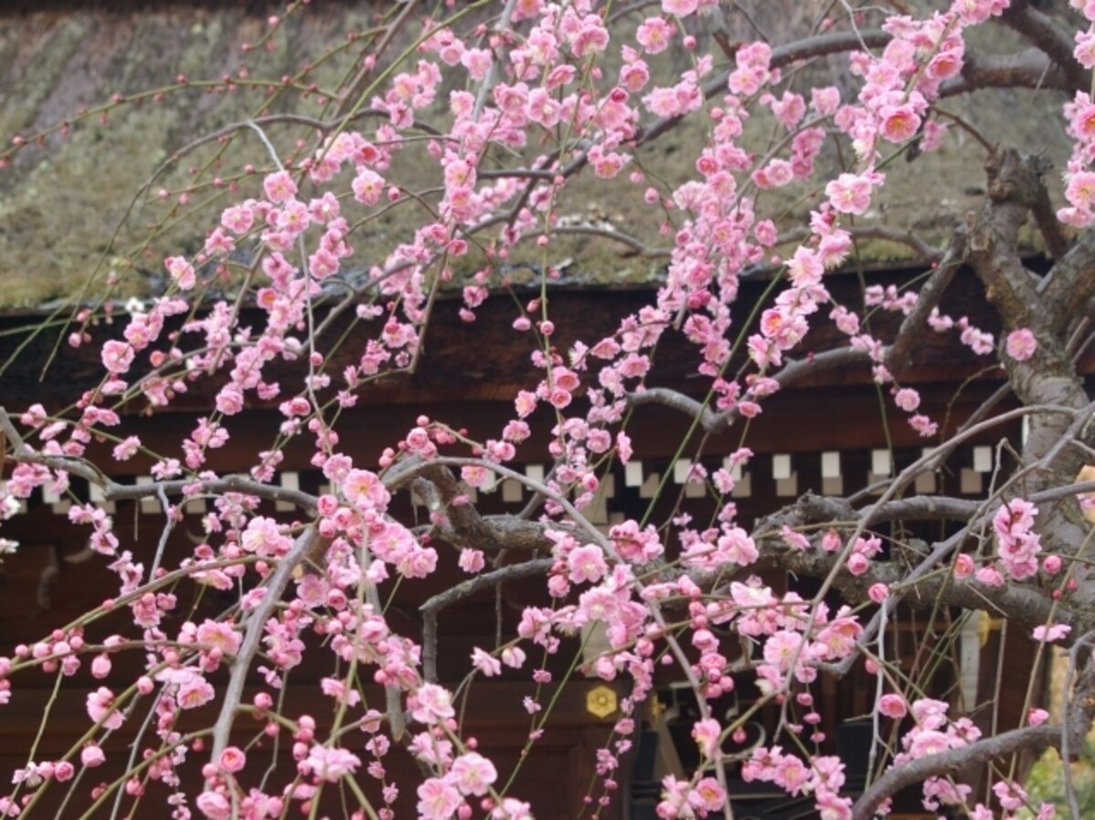 北野