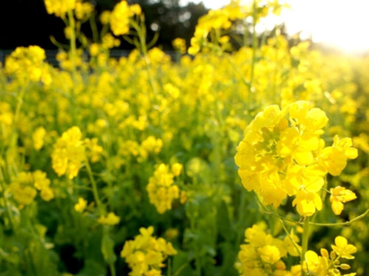 菜の花