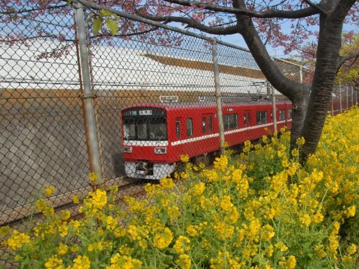 赤い電車と菜の花