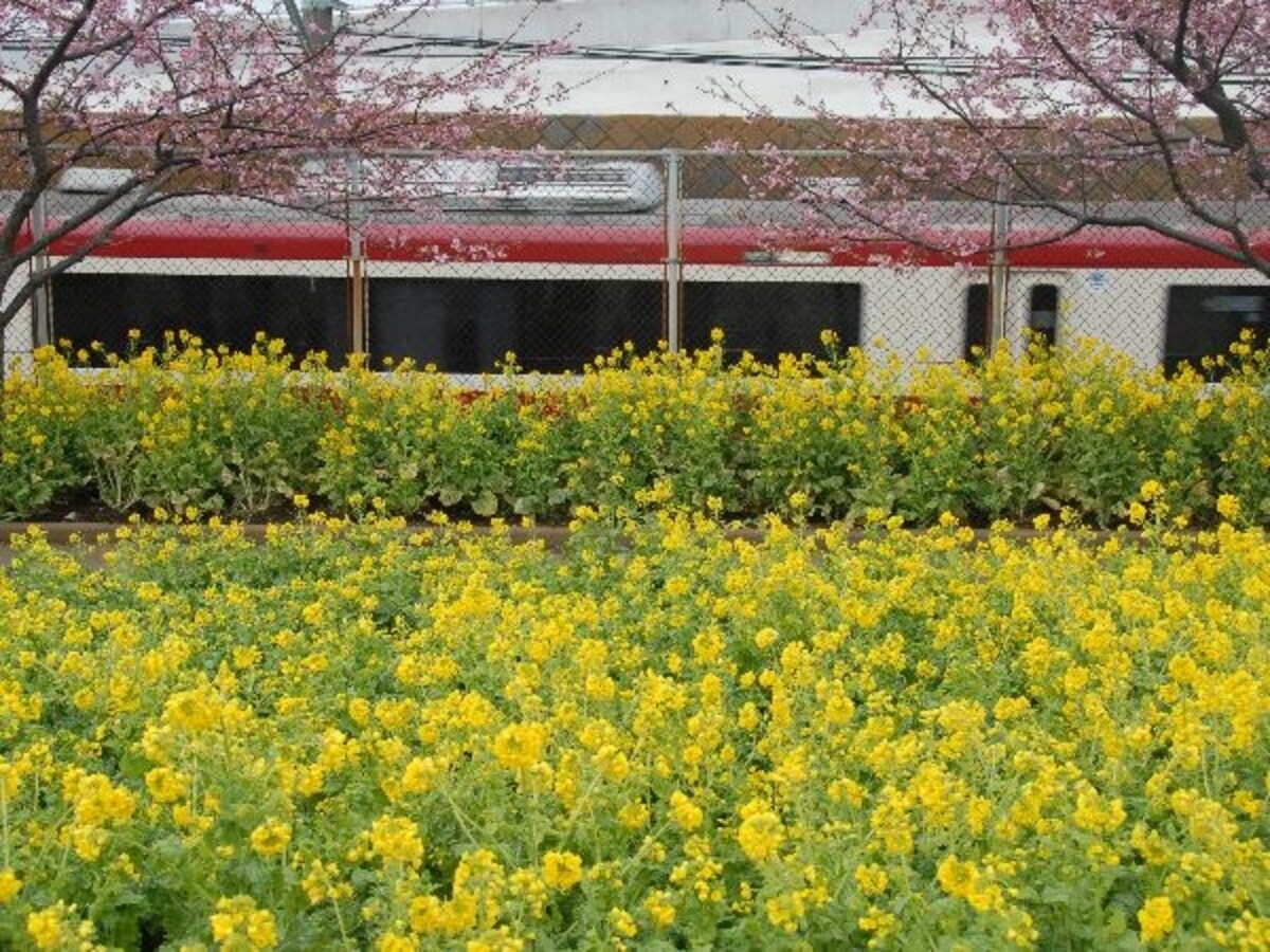 桜並木の下は菜の花畑