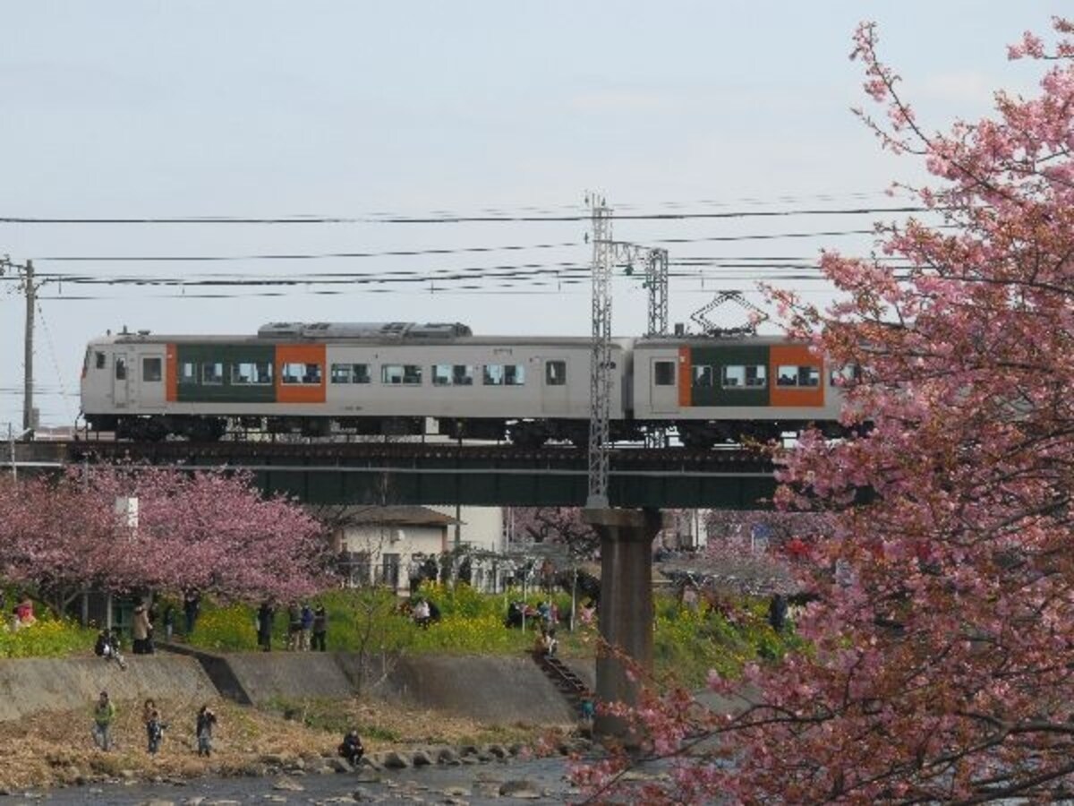 河津川の桜