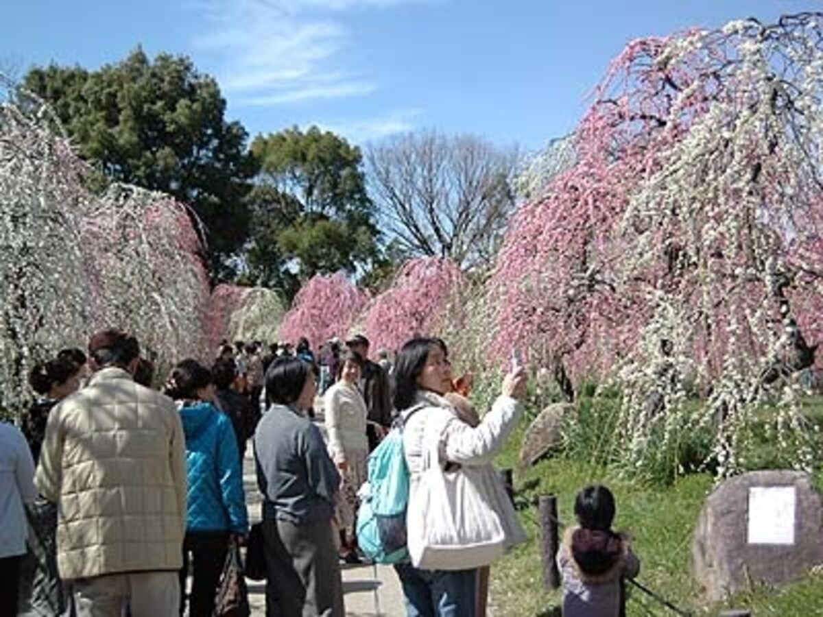しだれ梅園