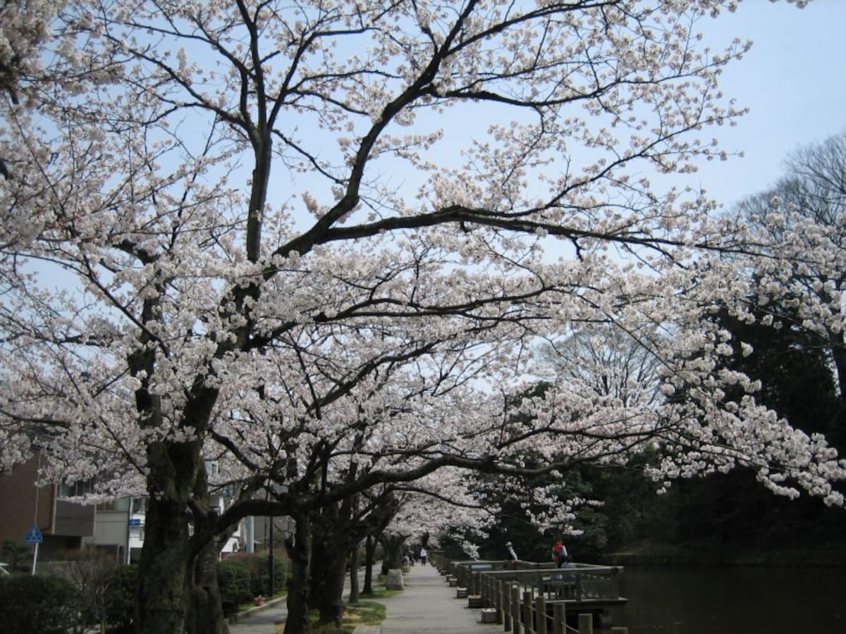 大手堀の桜