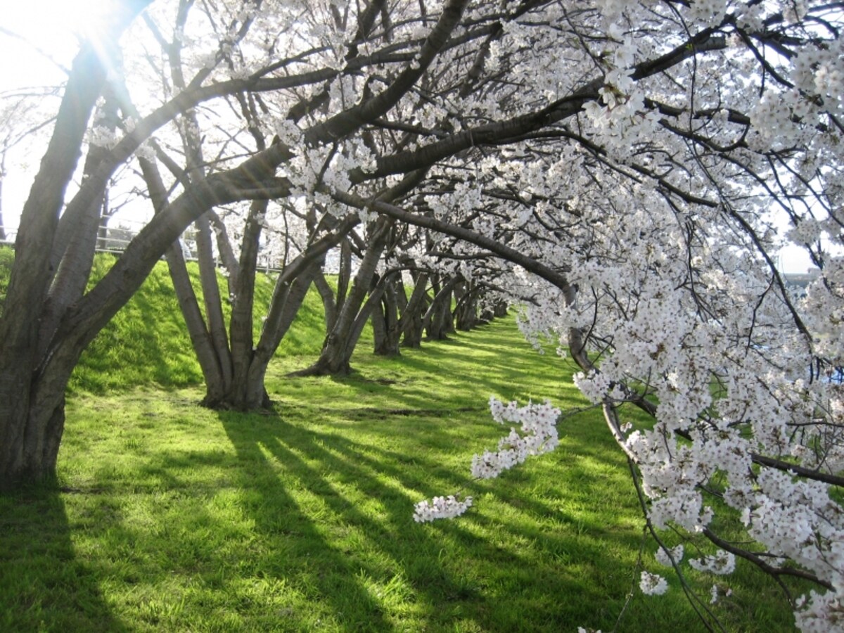 犀川の桜