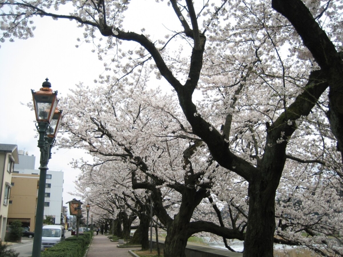 犀星のみち沿いの桜