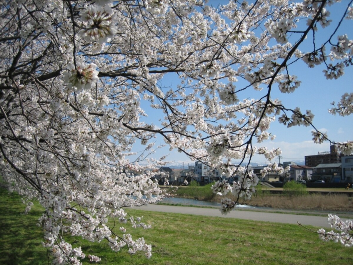犀川の桜