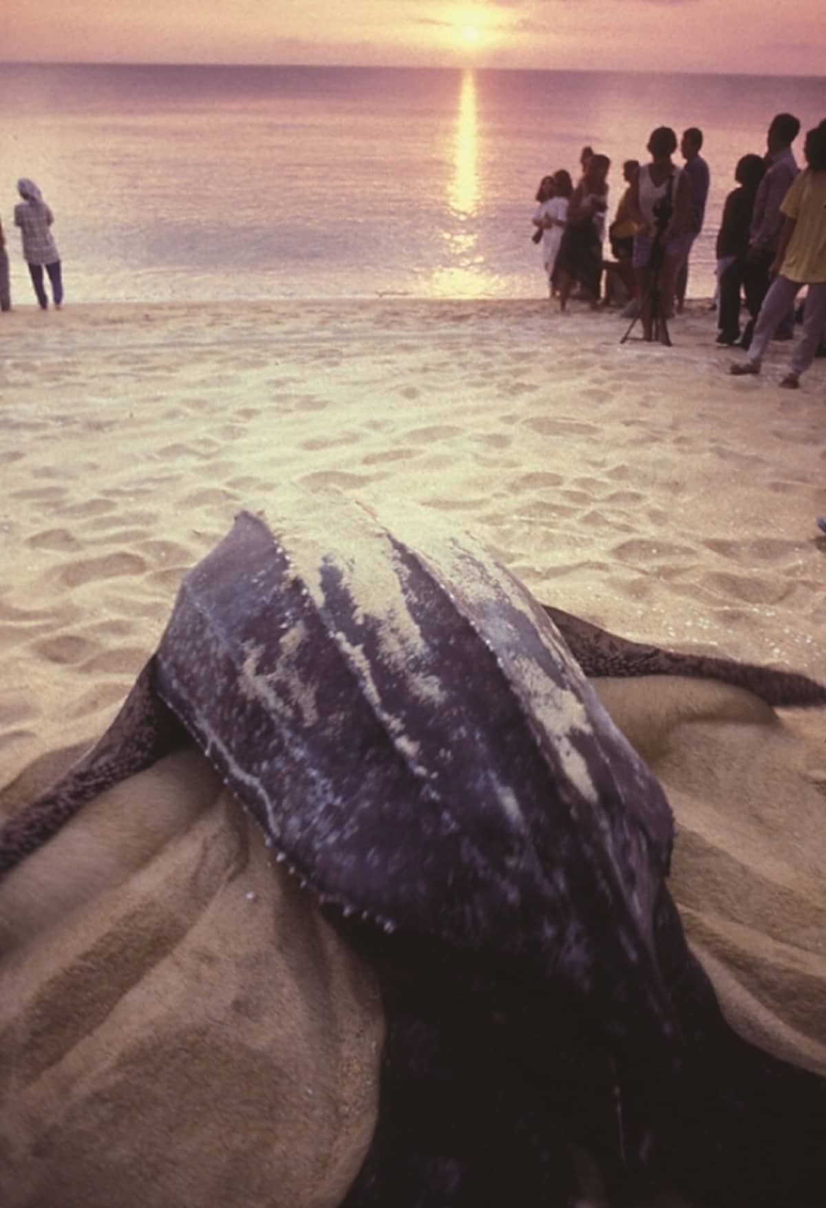 ボルネオ島