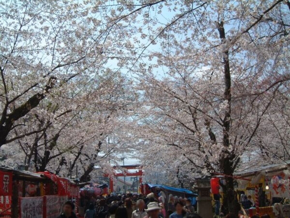 平野神社の桜(1)