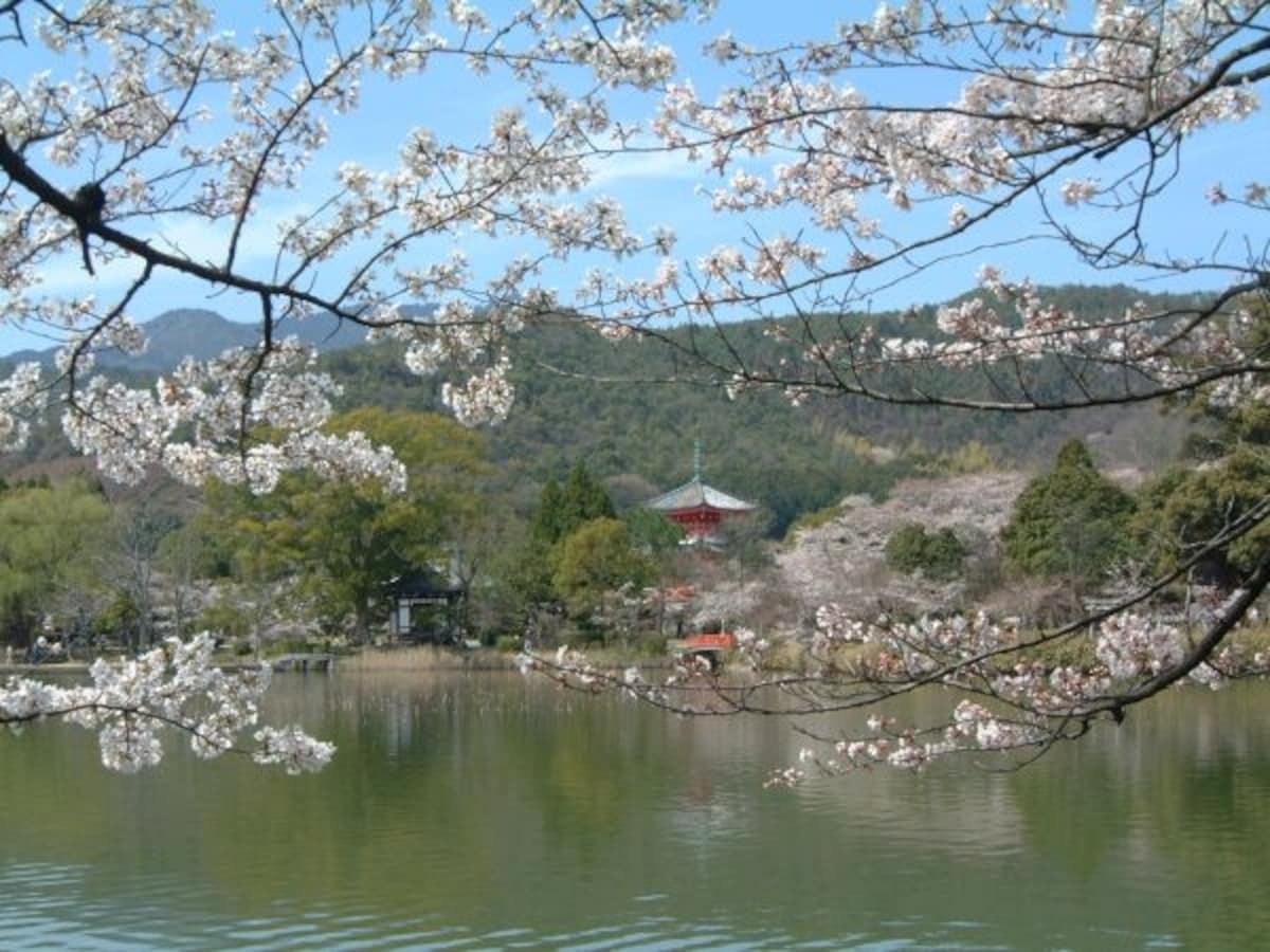 大覚寺・大沢池と桜(1)