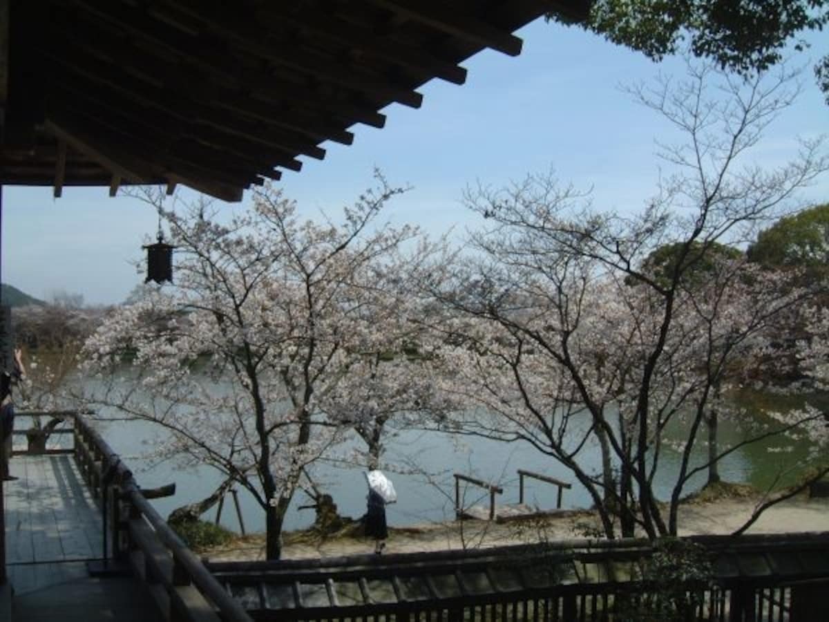 大覚寺・大沢池と桜(2)