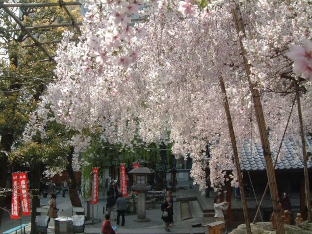 六角堂の御幸桜(2)