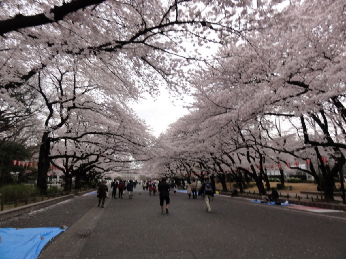 この日は花曇りで風が強く、花びらが舞っていた