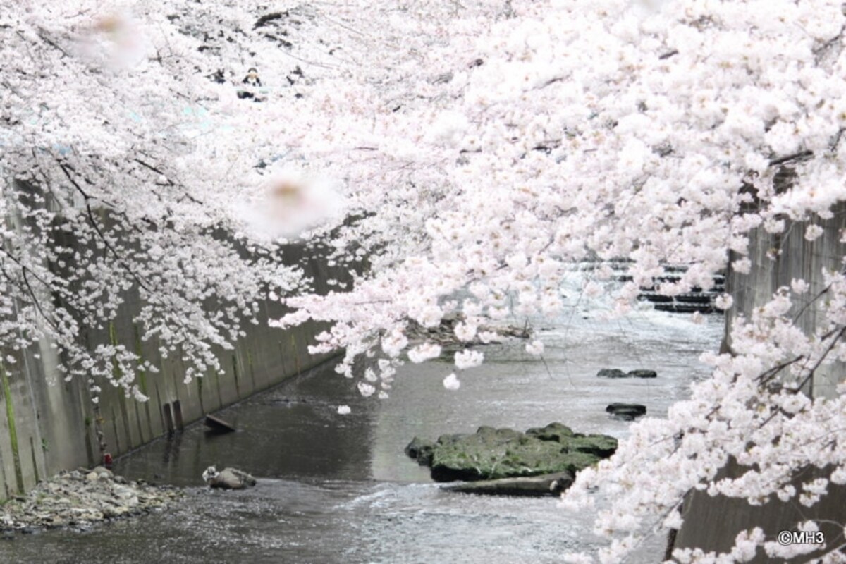 神田川