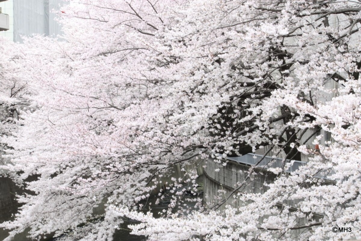 「桜プレイス」現地（左）