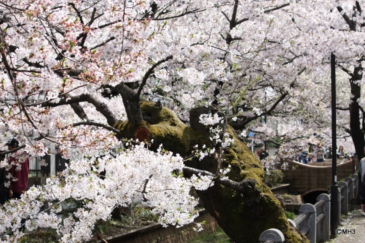 呑川