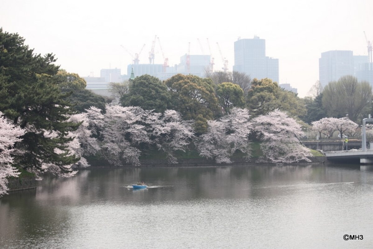 千鳥ヶ淵