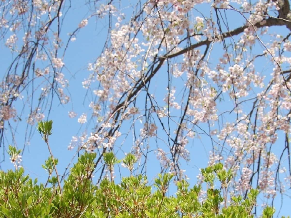 青森の春の花