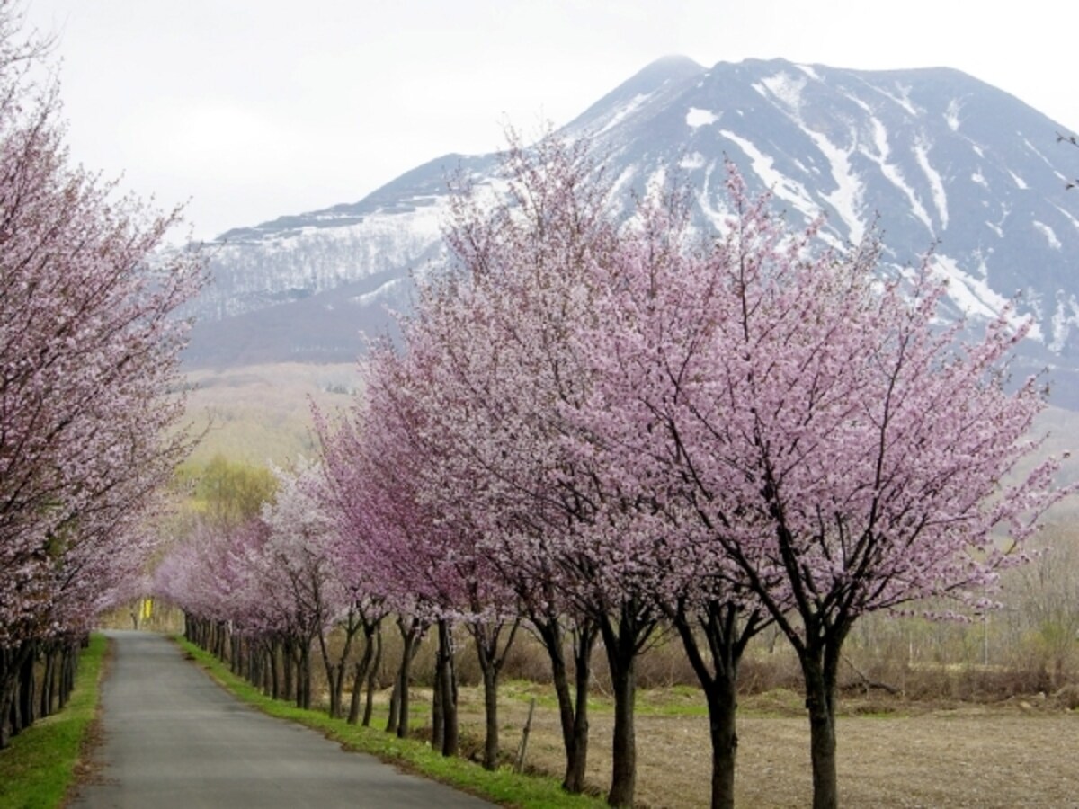 世界一の桜並木