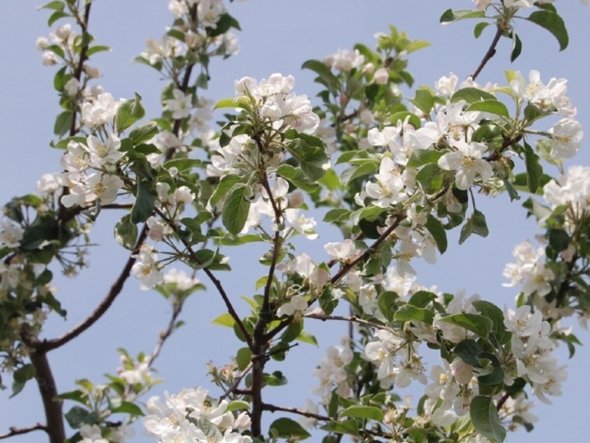 りんごの花