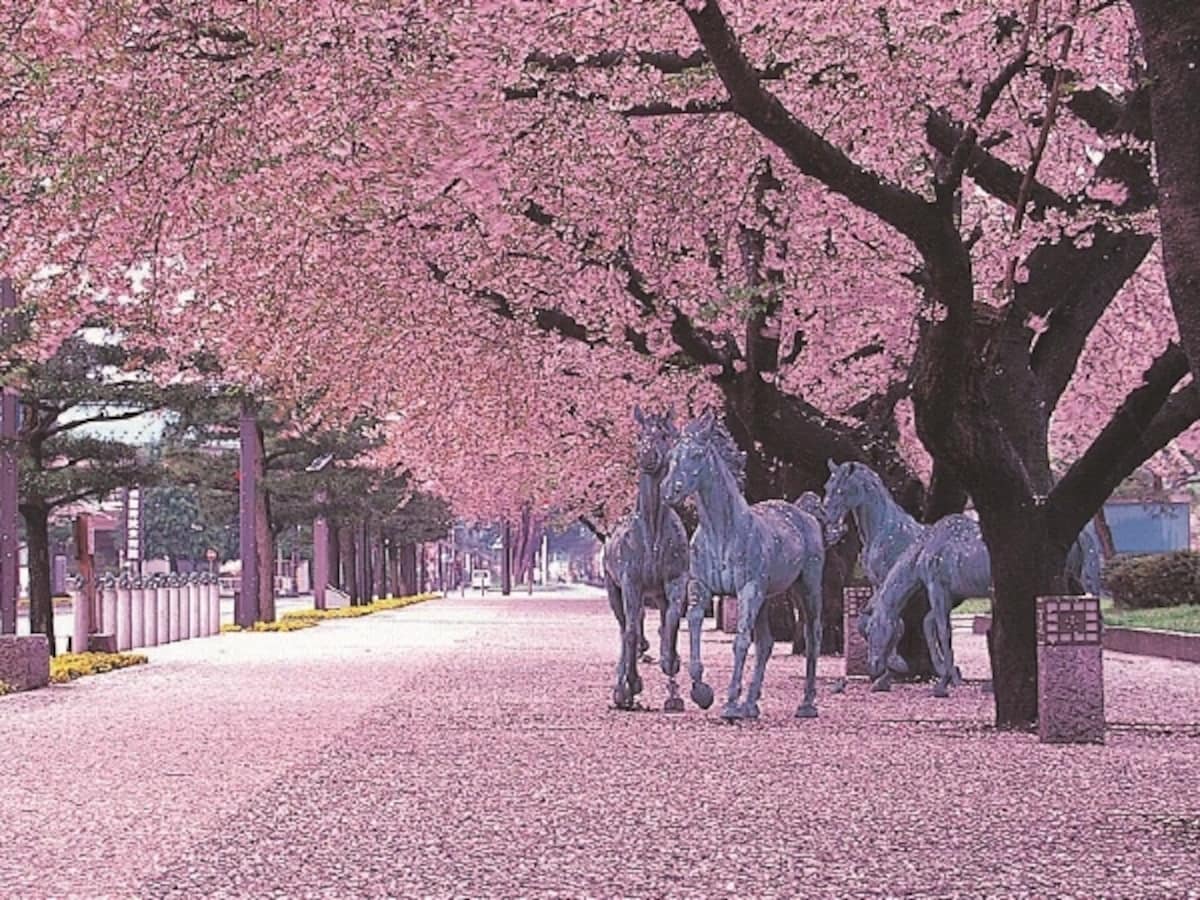 十和田市官庁街駒街道の桜