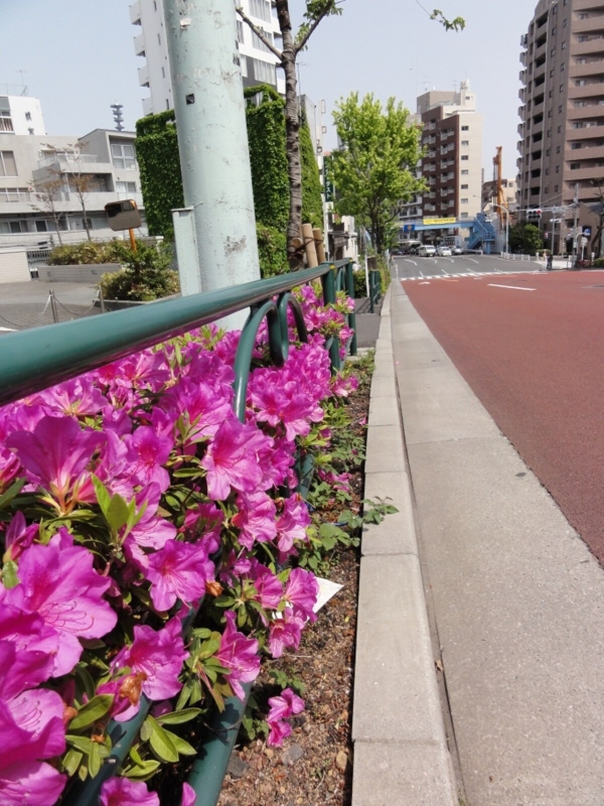 靖国通り　安保坂のツツジ