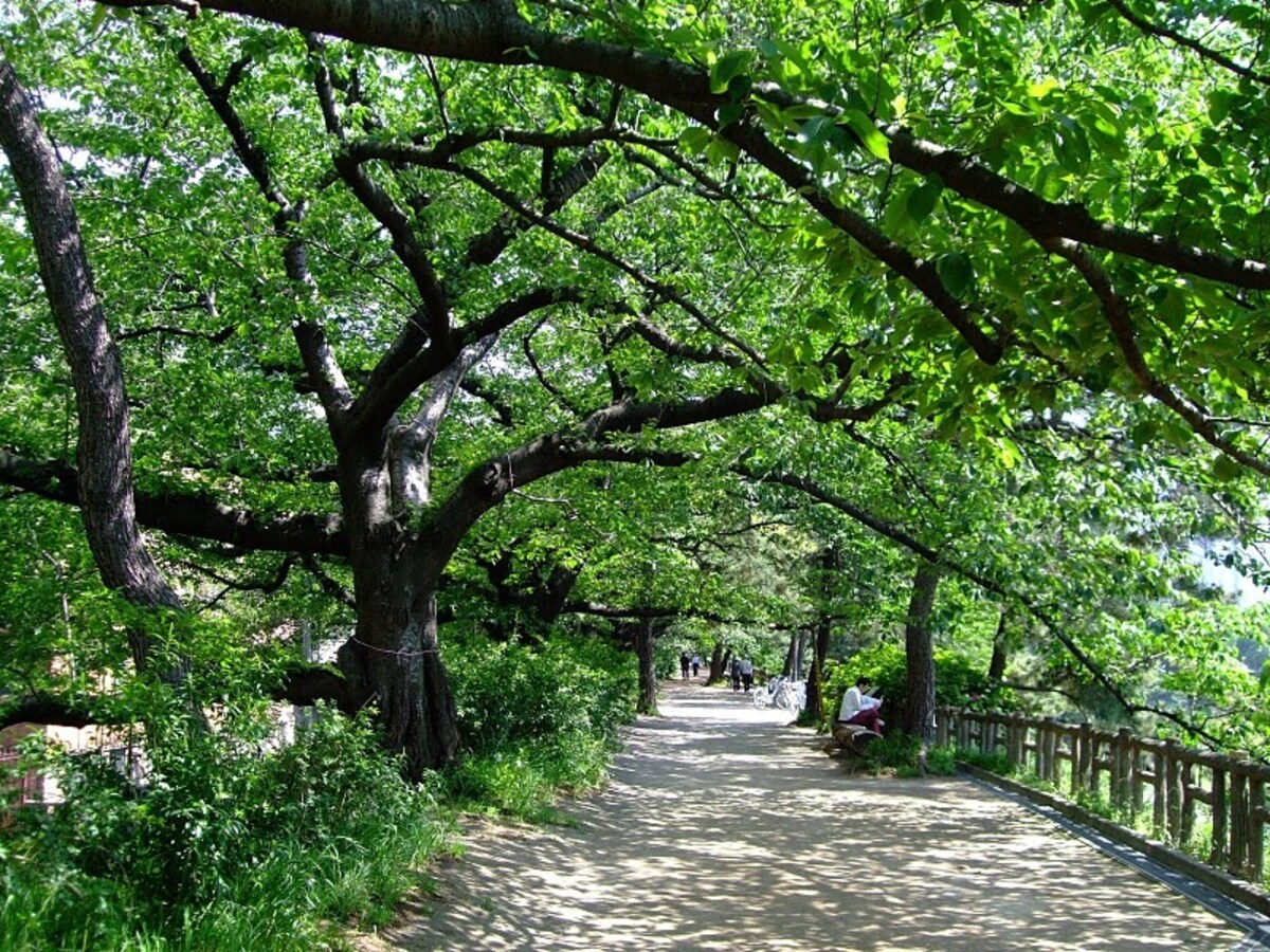 日差しが強くなっていくほど葉が茂って木陰をつくってくれる桜
