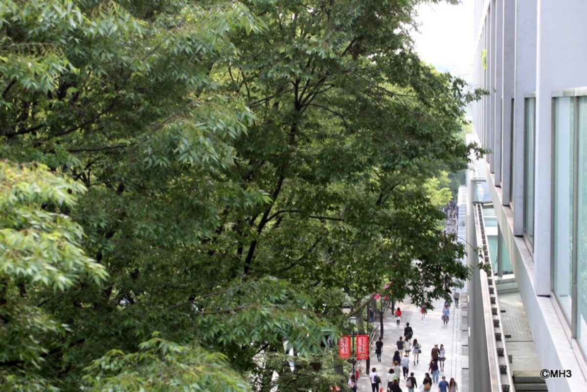 バルコニーから表参道を臨む
