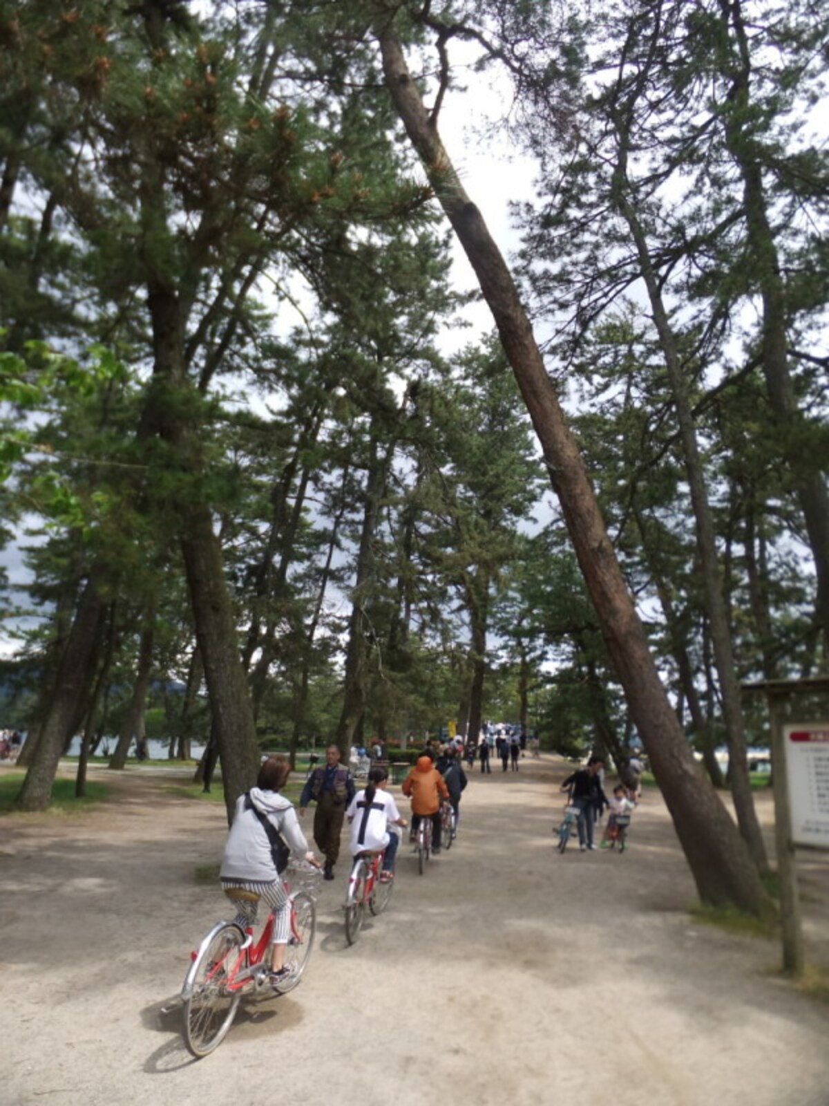 天橋立(3)/松林