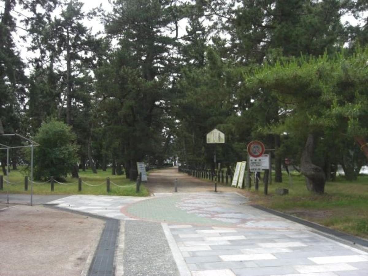 天橋立(2)/松林