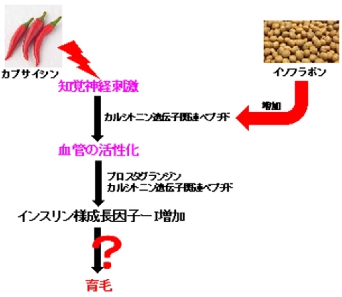 IGF-I図版