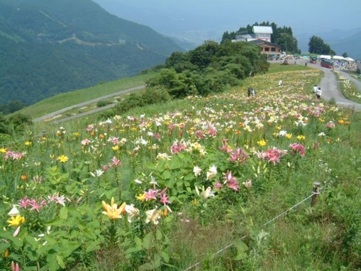 湯沢高原アルプの里のゆり園（1）