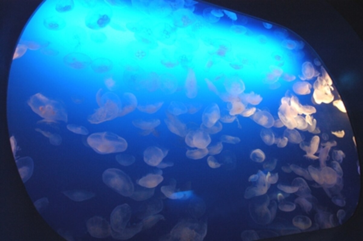 新江ノ島水族館