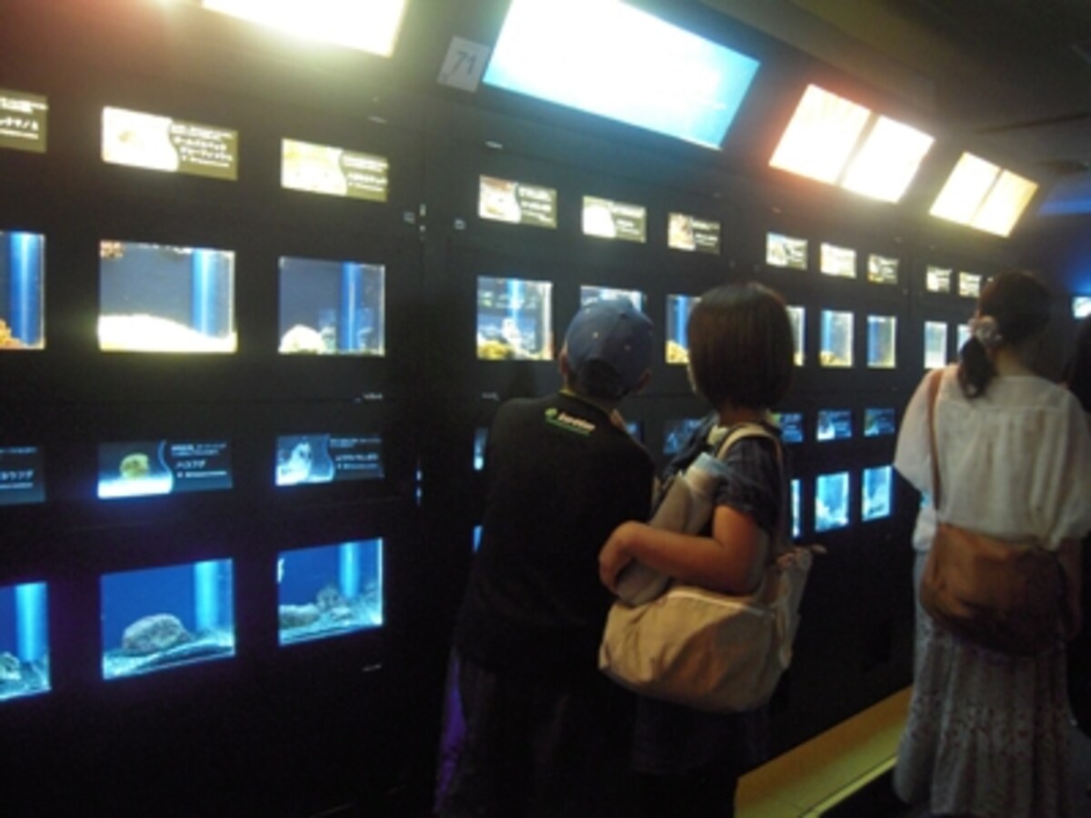 新江ノ島水族館