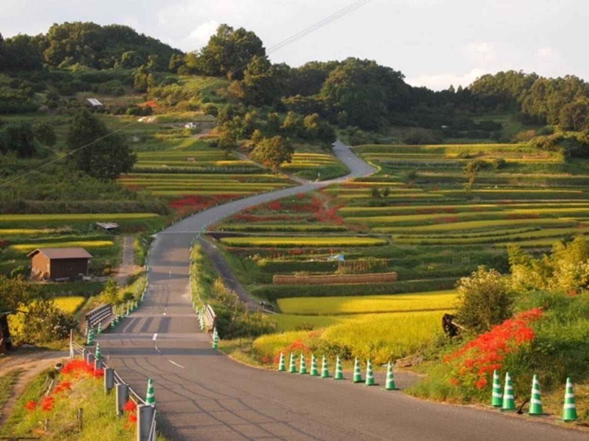 稲渕の彼岸花