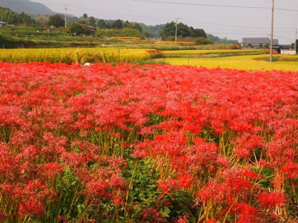 九品寺