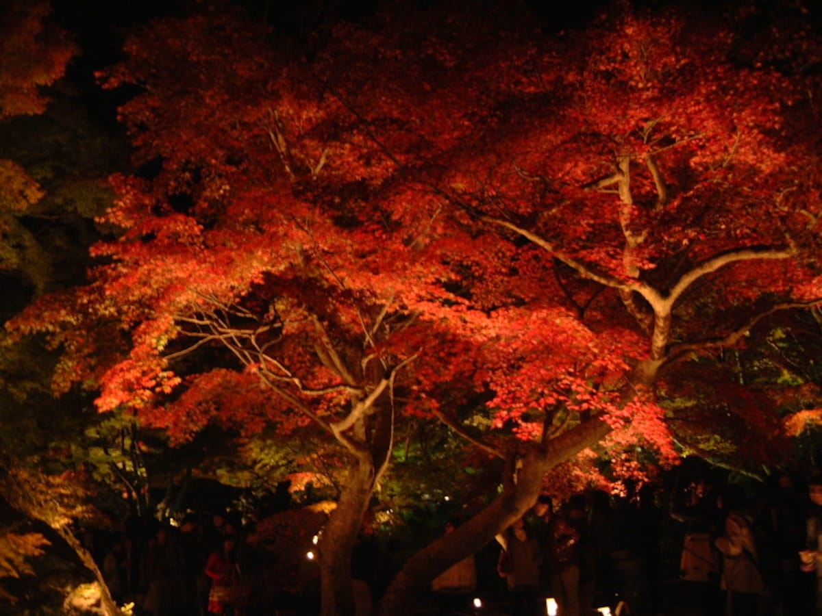 宝厳院・獅子吼の庭の紅葉ライトアップ