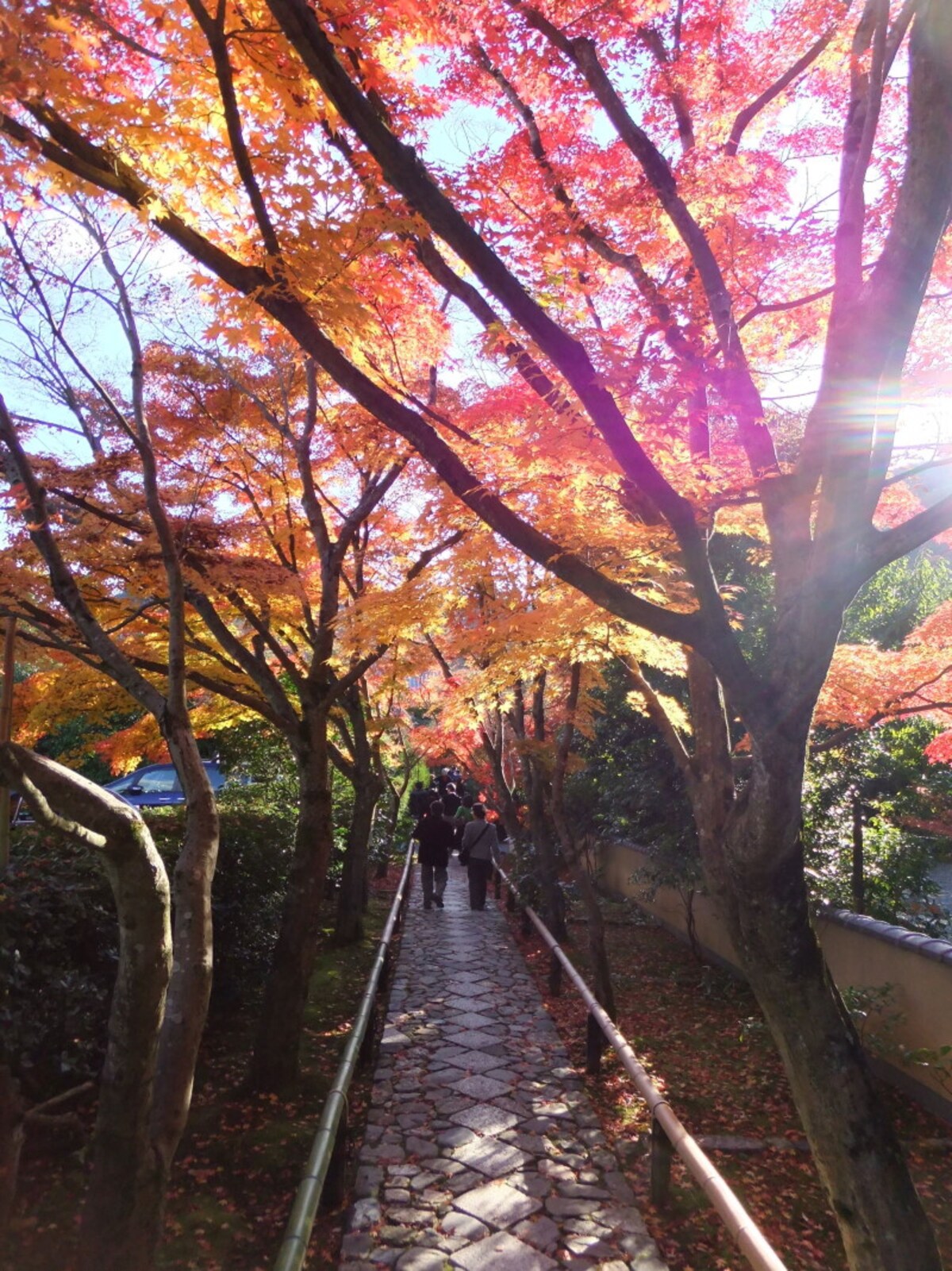 鷹峯・光悦寺の紅葉のトンネル