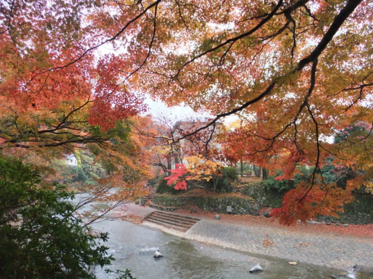 八瀬比叡山口駅の近く、高野川を彩る紅葉