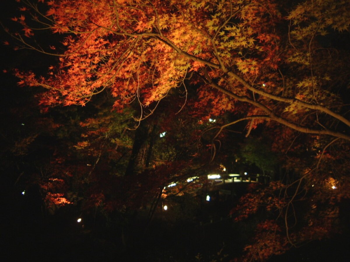 永観堂（禅林寺）の紅葉（2）／ライトアップ