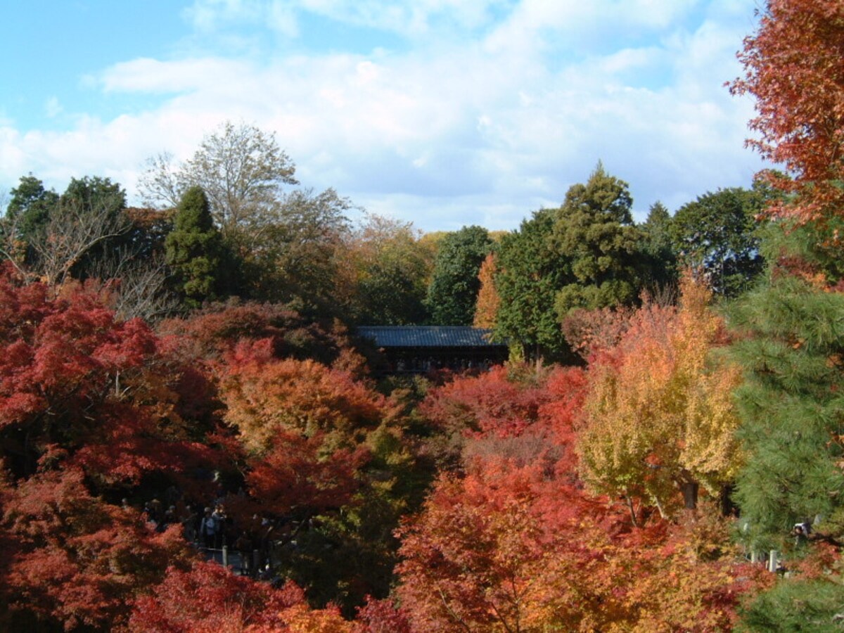 東福寺の紅葉（2）