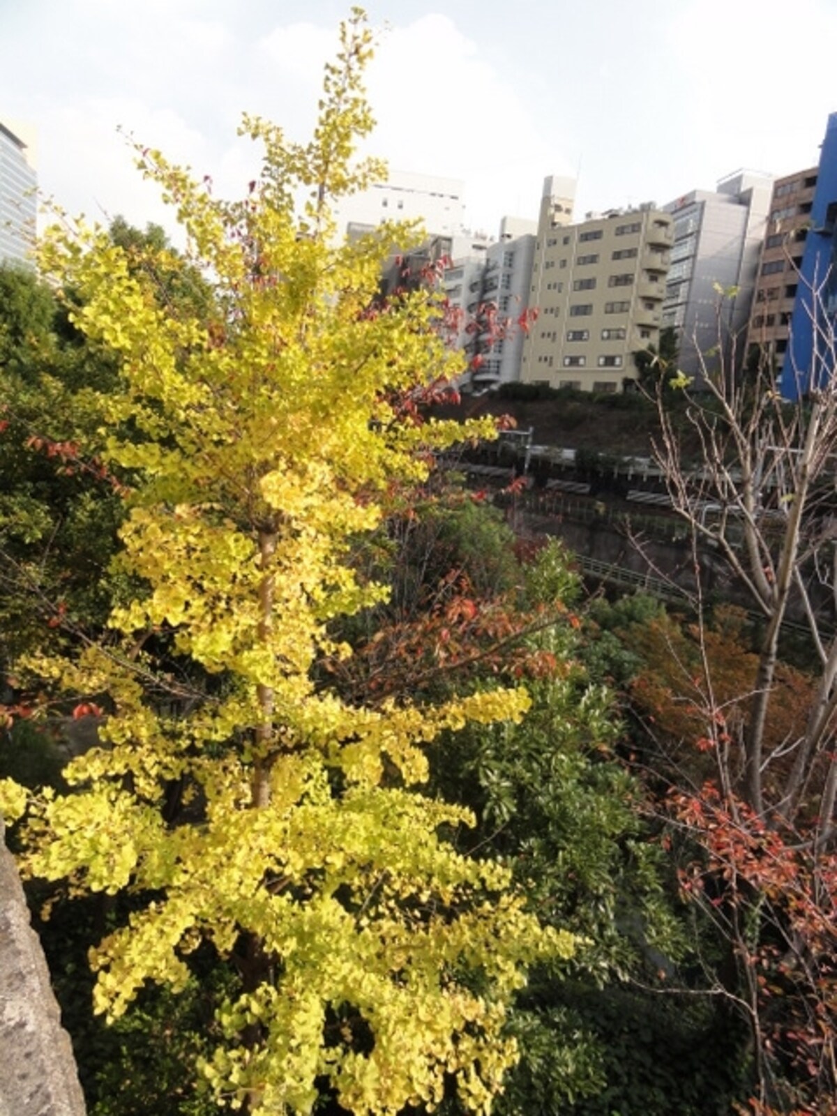 他にも紅葉している樹木があり、そういうものを見ながら歩くのは楽しい