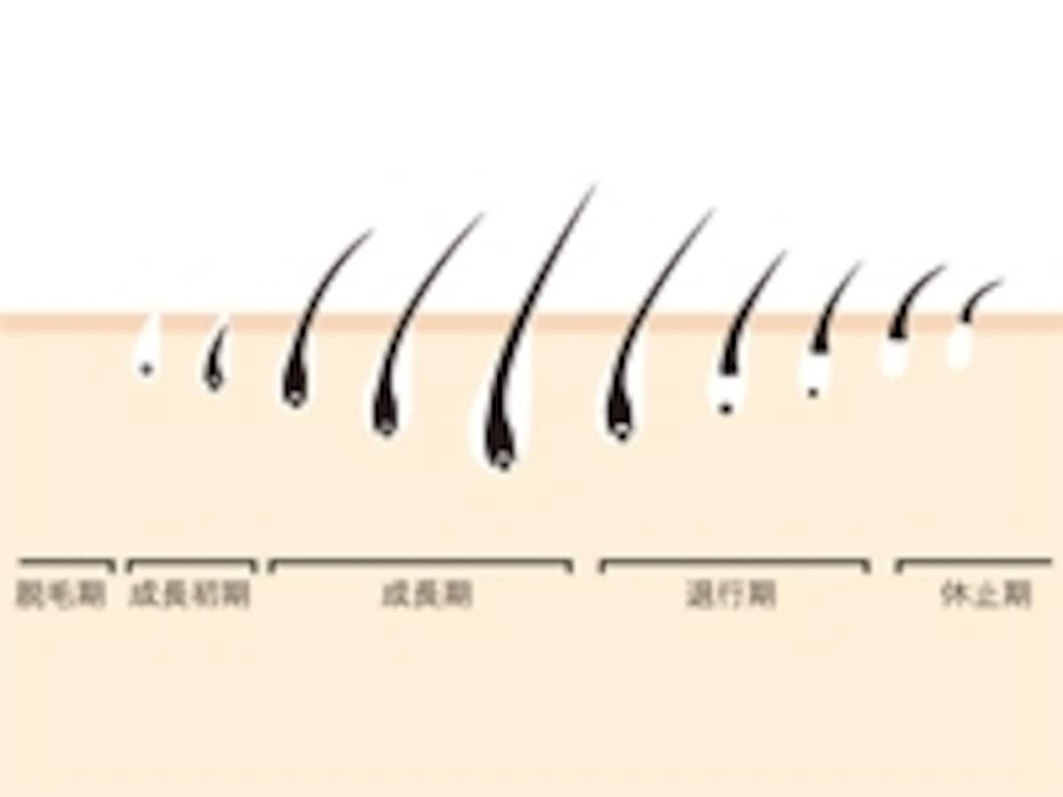 まつげ毛周期