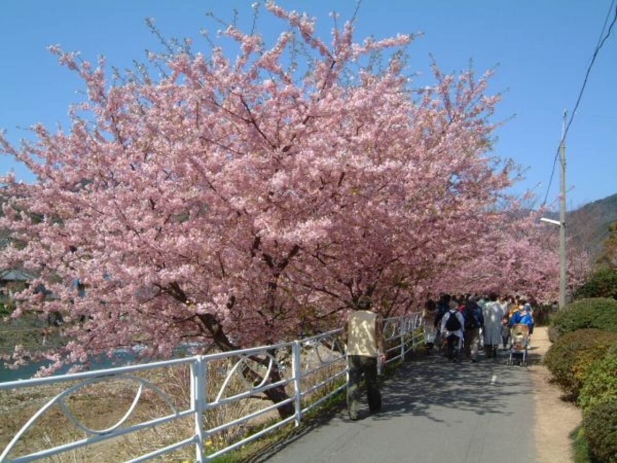 河津桜（1）